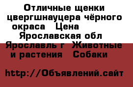 Отличные щенки цвергшнауцера чёрного окраса › Цена ­ 20 000 - Ярославская обл., Ярославль г. Животные и растения » Собаки   